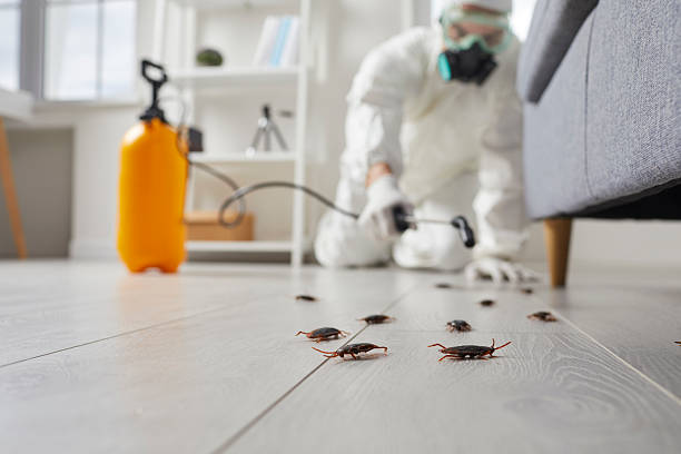 Commercial Rodent Management in Golden Valley